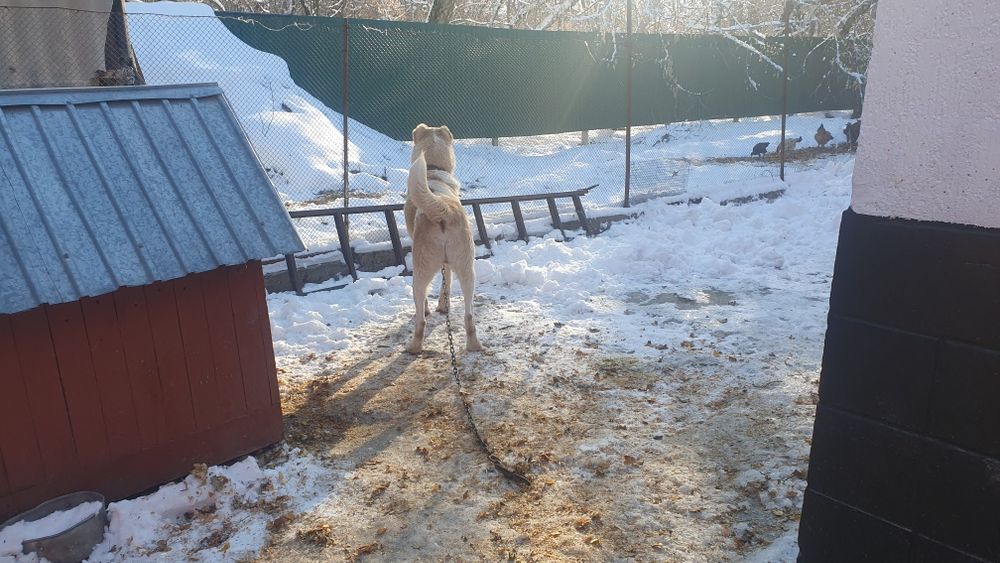 Продам кабеля боицовых кровей