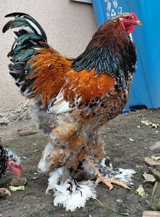 Disponibile gaini brahma