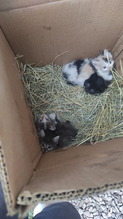 Котята в добрые руки