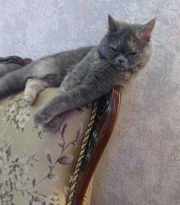 Скотиш страйт 2 ойлик киз бола соглом