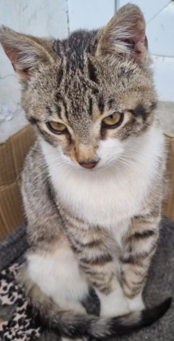 Женско  коте търси дом