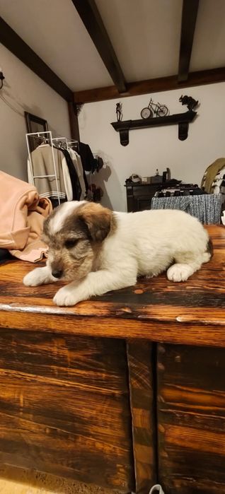 DONEZ Pui catel | Mama - fox terrier