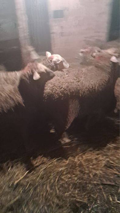 Vand oi sterpe grase