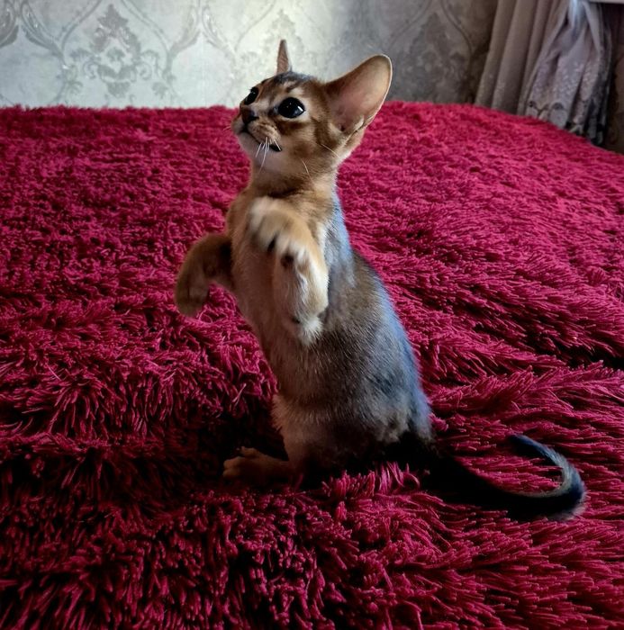 Абиссинский котик