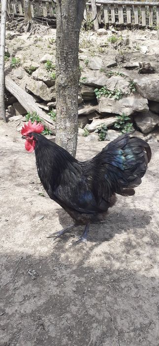 Vand cocosi australorp negru / albastru  si new hampshire