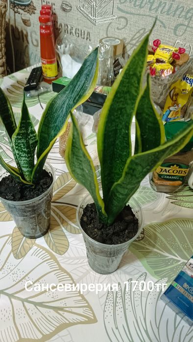 Продам комнатные растения