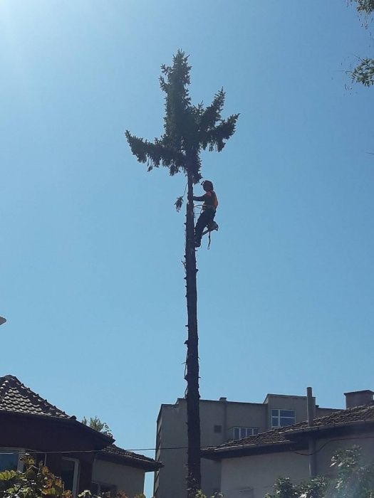 Рязане и премахване на опасни дървета Пловдив щил stihl husqvarna