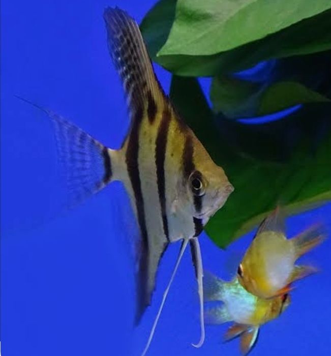 Скалярии Рио-Нанай или Перуанский Альтум, 9 штук.