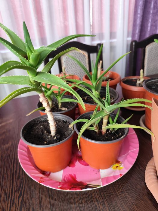 Алоэ комнатные растения