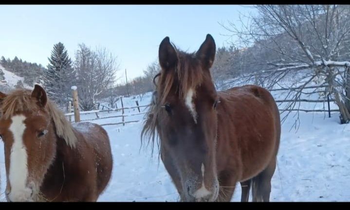 Төрт жасар айғыр сатылады