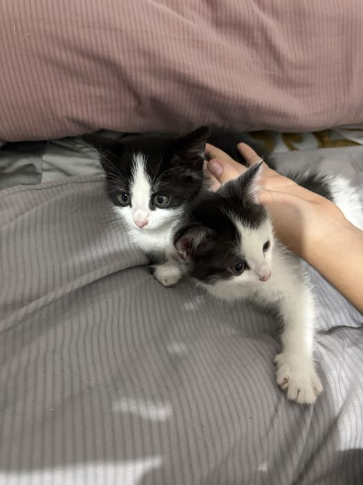Котята 2 месяца, мальчики
