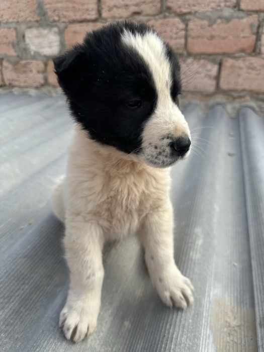 Добрые руки щенков