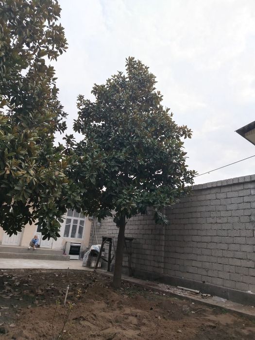 Magnolya daraxt sotiladi 12 yili