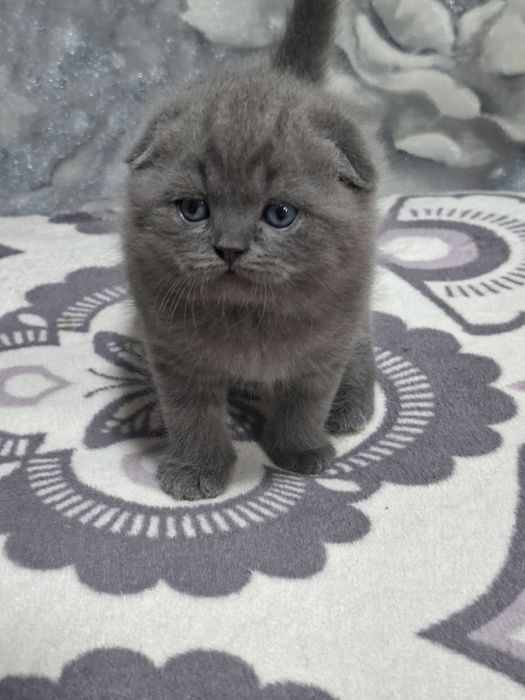 Готовятся к продаже шотландские скоттиш фолд.