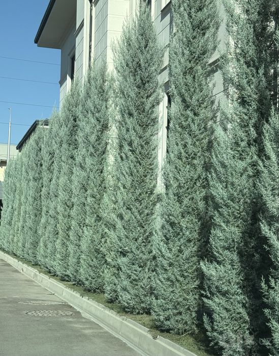 Arizonika Kiparis  Archa Arizonic Keparis Arizonskiy Italiya Aksiya