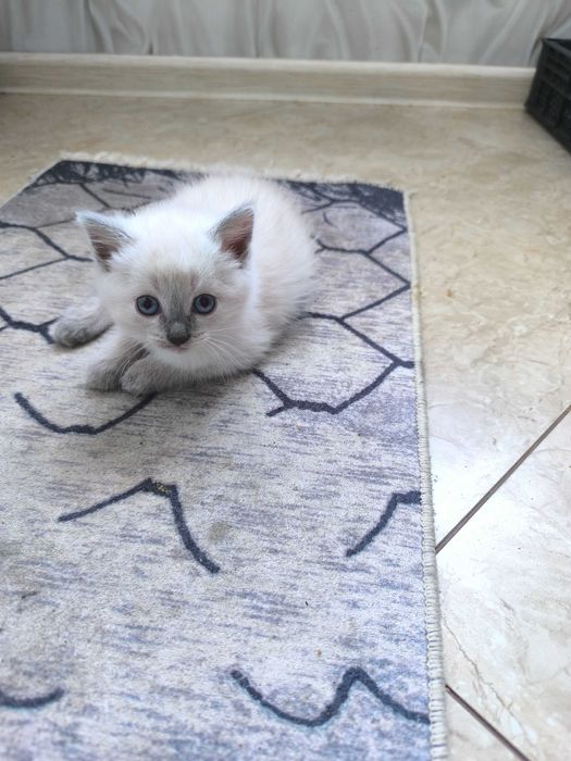 Отдам даром котят