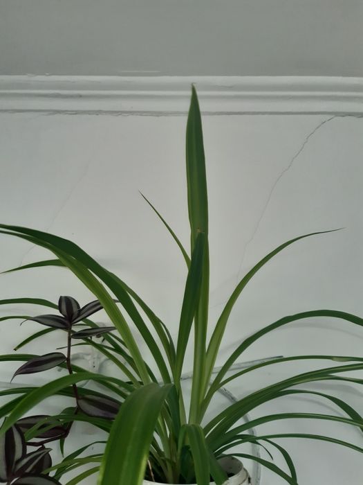 Продам комнатные цветы