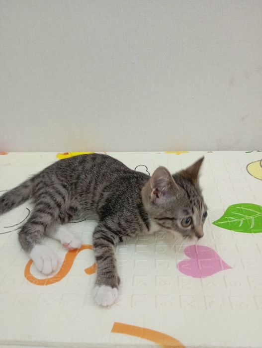 отдам котенка в добрые руки