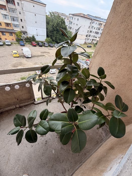 Vand Urgent Planta Ficus Elastica