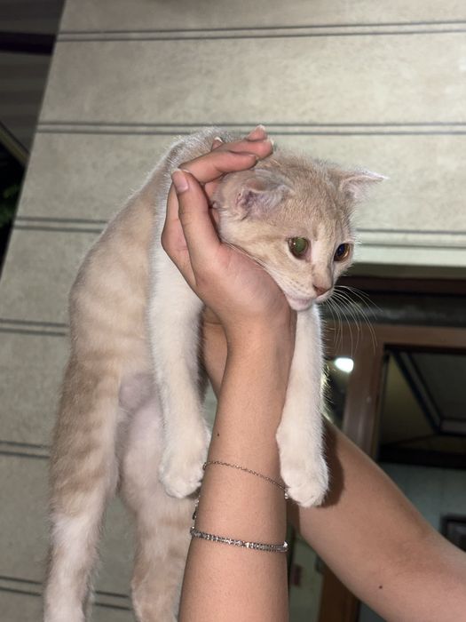 Шотландская прямоухая кошечка ( скоттиш-страйт)