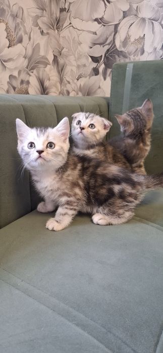 Шотландские котята