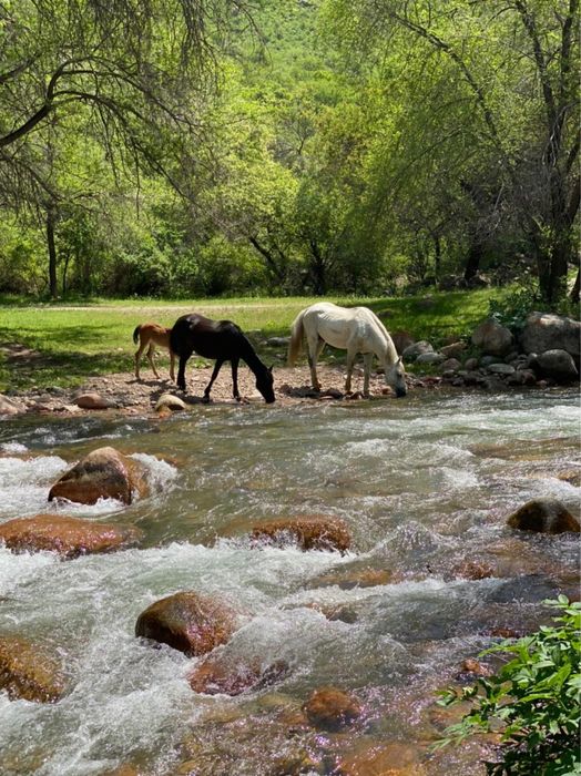 Дом/дача в горах