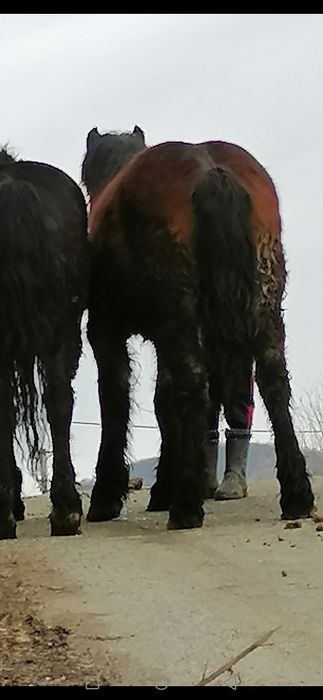 Vând sau schimb o manza de 4 ani și una de  un an și 2 luni