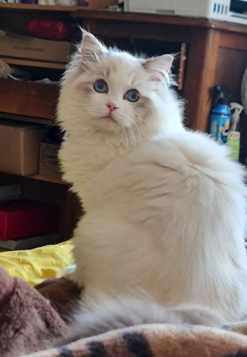 Ragdoll cu acte de origine rasă pură