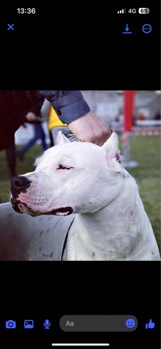 Femela Dog Argentinian/Pedigree