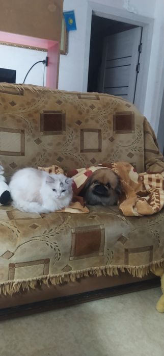 Сибирская кошка!