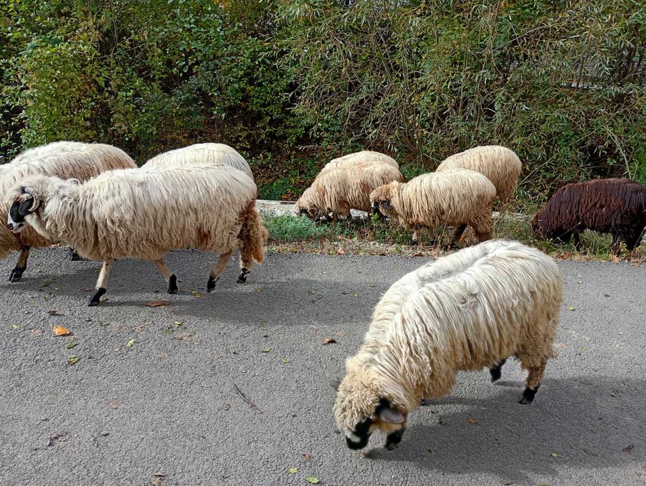 Miei de vanzare.