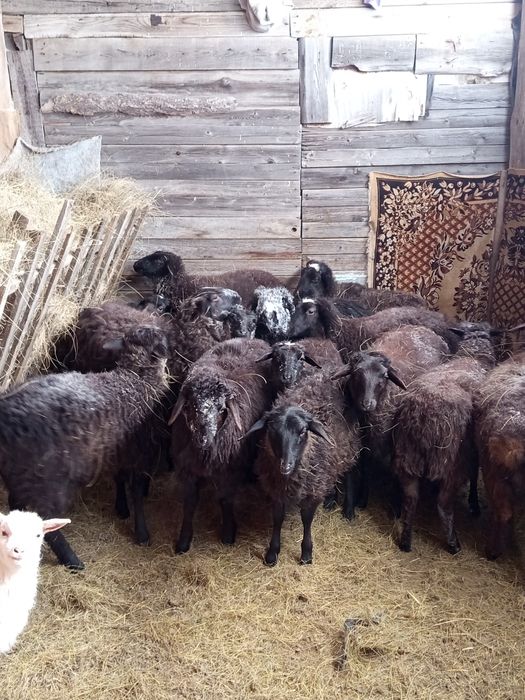 Продам молодых ярочек