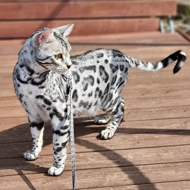 SILVER Bengal- котята !