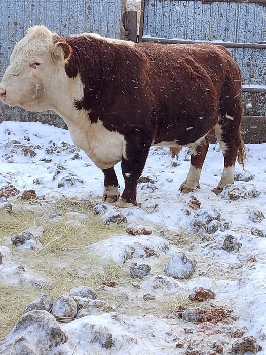 Бык производитель