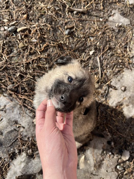 Милые щенки бесплатно, 2 месяца, девочки, без породы
