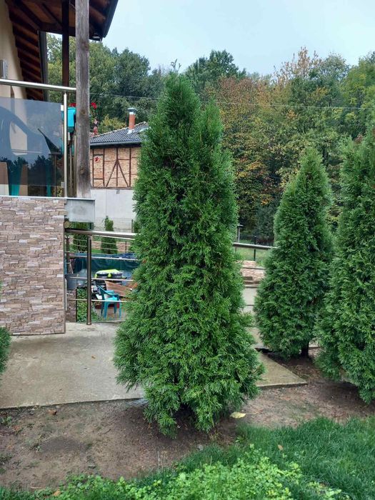 Туя Смарагд от 150 до 210см