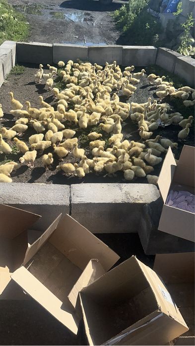 Продам гусят линда