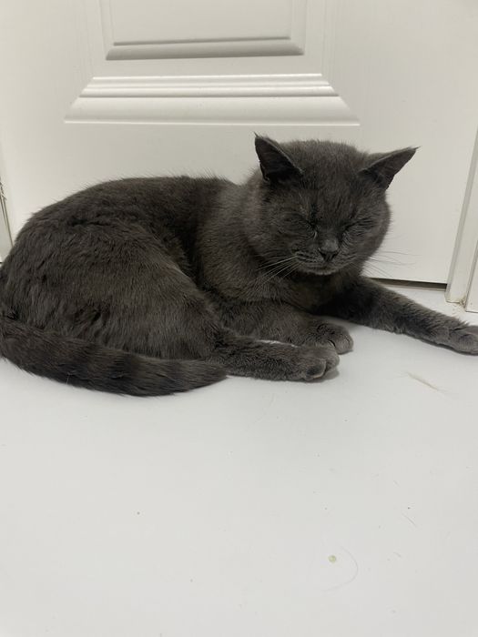 Найден кот/отдам кота даром