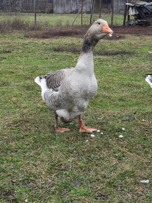 Gaste Toulouse și rate mute