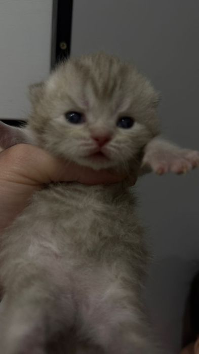 Вязка британский кот