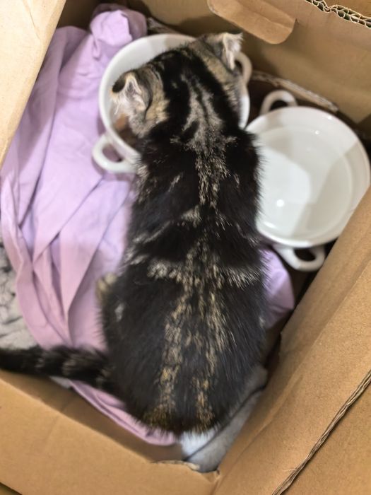 Девочка вислоушка