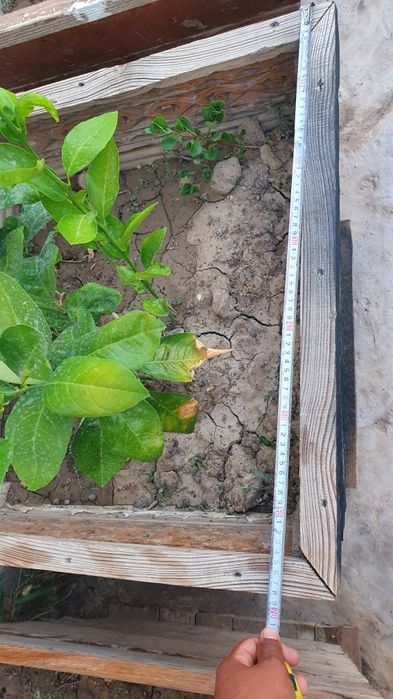 Yogoch Tuvak sotiladi