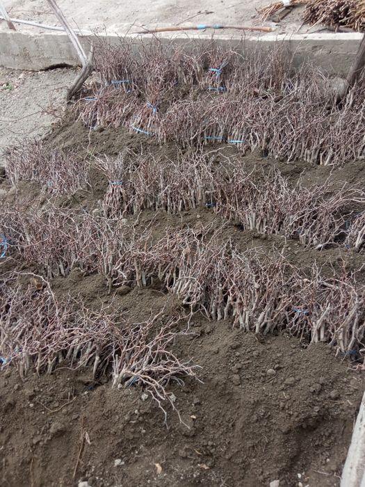 Фаргона узум ку́чатлари сотилади дехкончилик