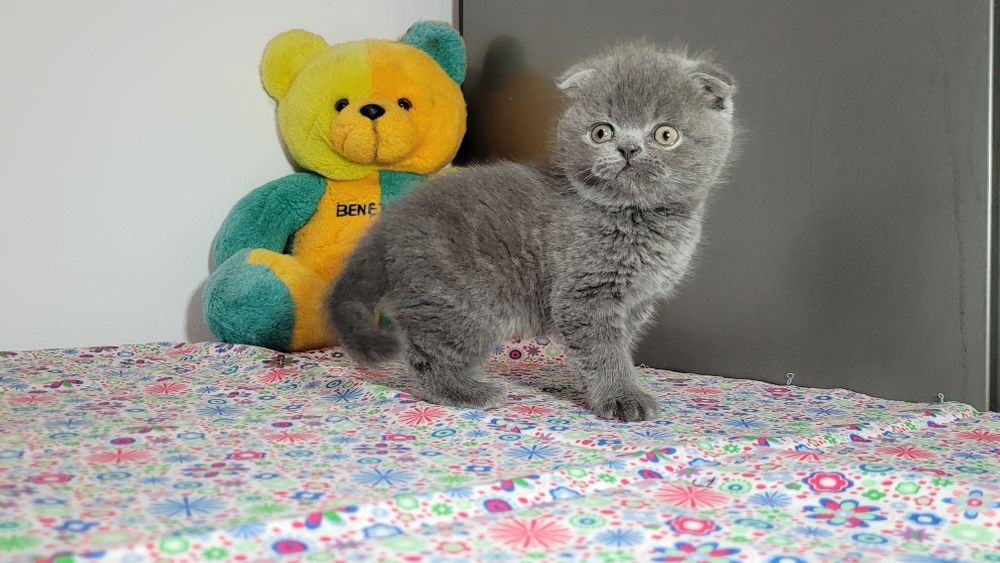 Scottish  fold  blue ursuleț.