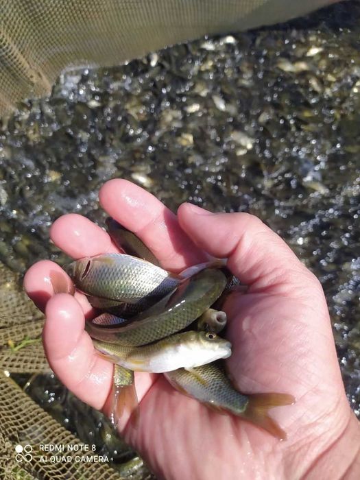 Boqish uchun baliqlar bor /Sazan/Belamur/Tolstolob