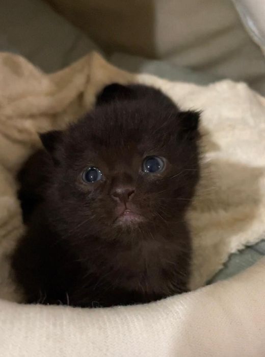 Котенок вислоухий