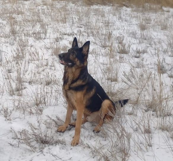 Продам щенка немецкая овчарка девочка