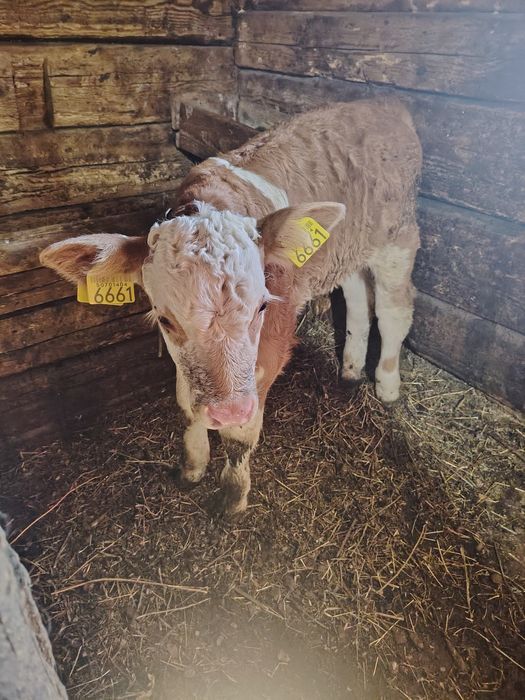 vând 2 vitei baltata românească