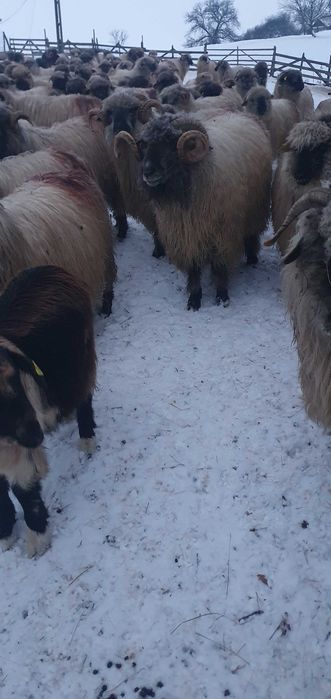 Vand 2 berbeci bucălăi