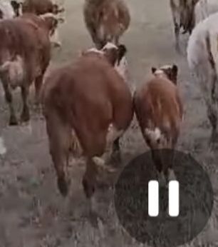 Продается скот коровы с теленками